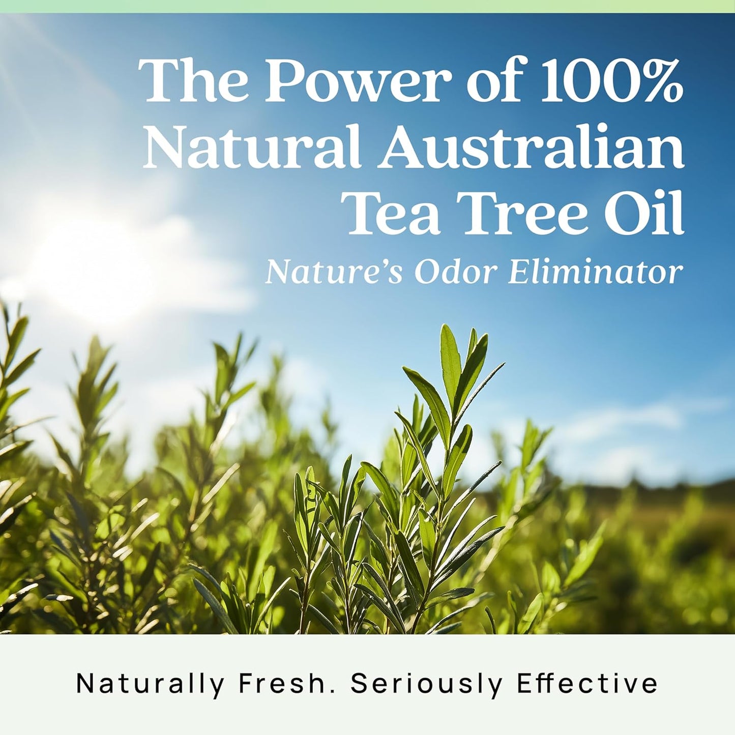 Azuna Air Freshener & Odor Eliminator for Strong Odor | 2 Room Kit Includes (2) 8 oz. Empty Luxe Glass Jars & 12 oz | Refill with Tea Tree Essential Oil Gel | Natural Scent | Last 60-90 Days